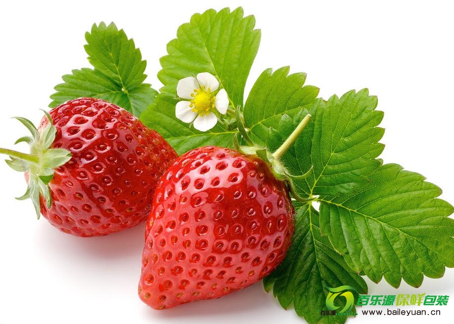 草莓种植方法 | 草莓种子播种技术 | 草莓栽培方法！